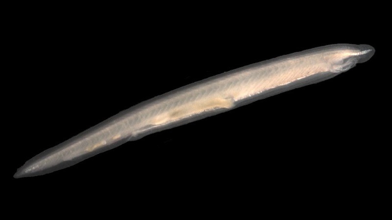 amphioxus