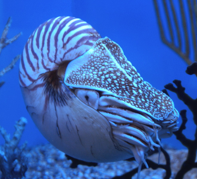 nautilus
