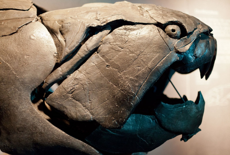 placoderm skull
