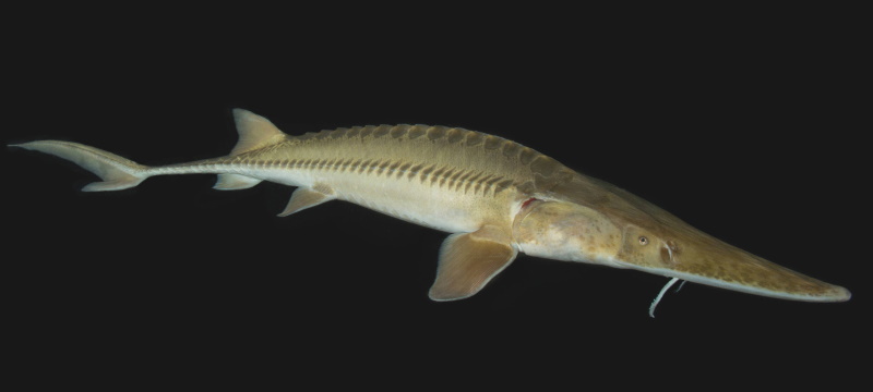 sturgeon