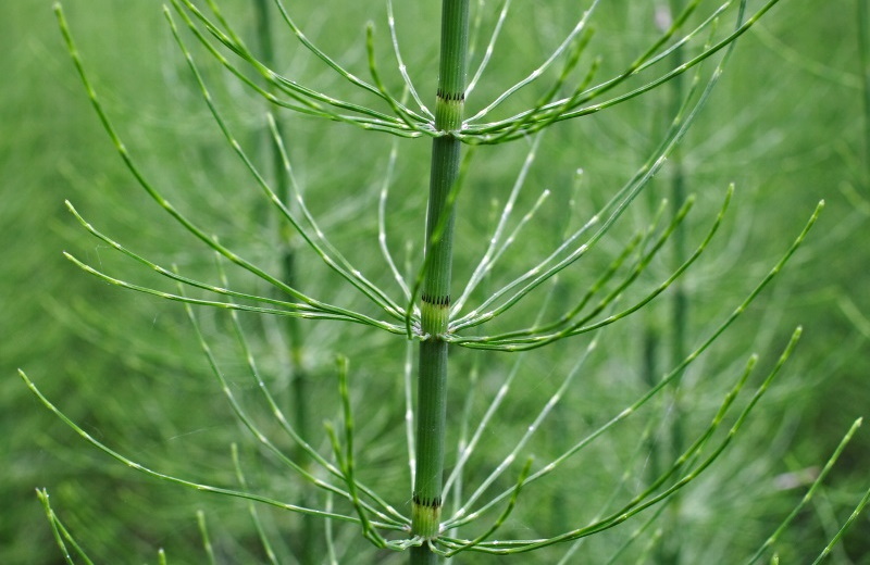 horsetail