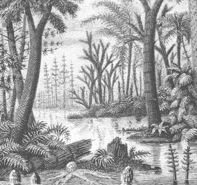 lycopod forest