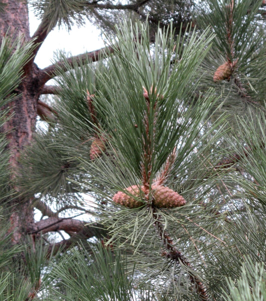 modern coniferous tree