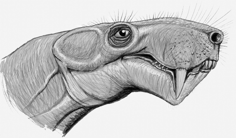 therapsid