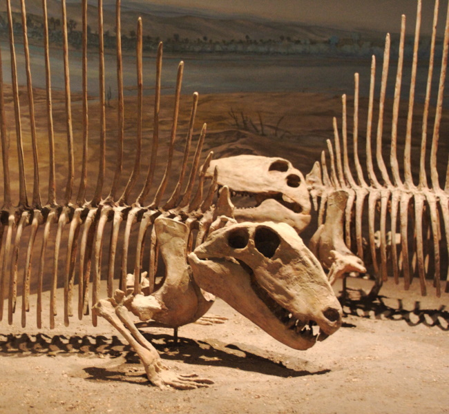 dimetrodons