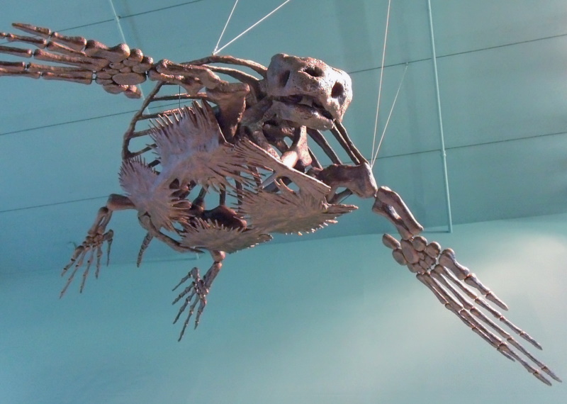 fossil giant turtle