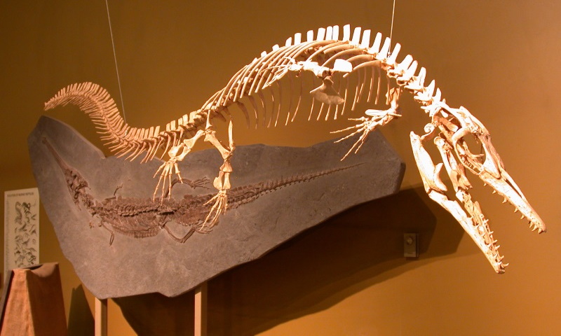 mosasaur