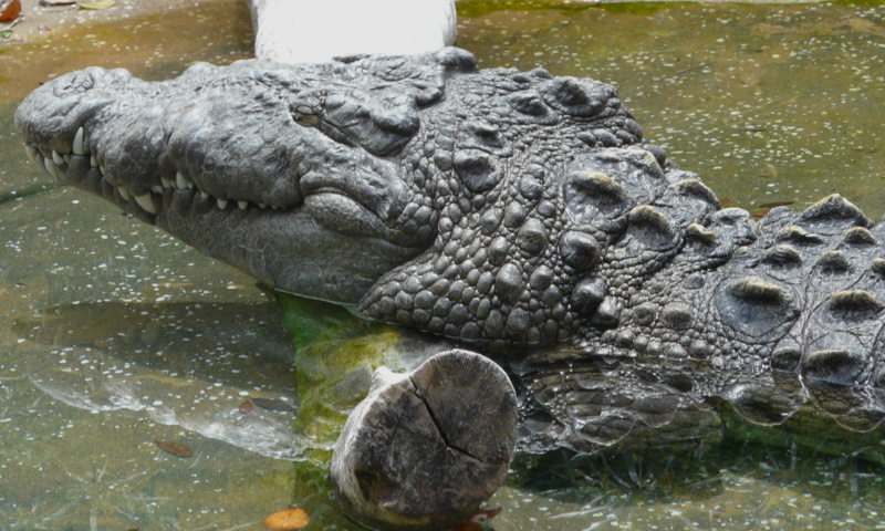 crocodile