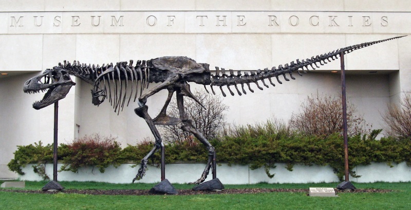 Tyrannosaurus rex