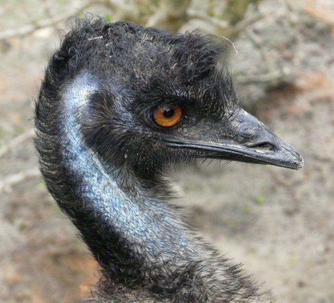 emu