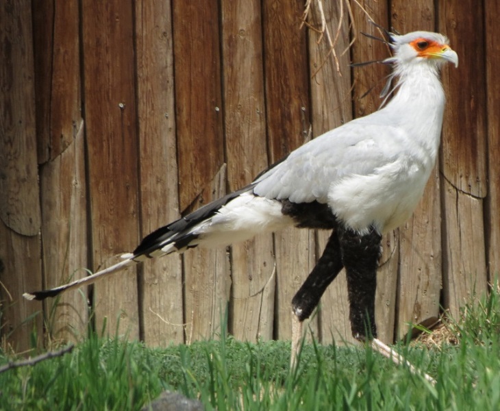 secretary bird
