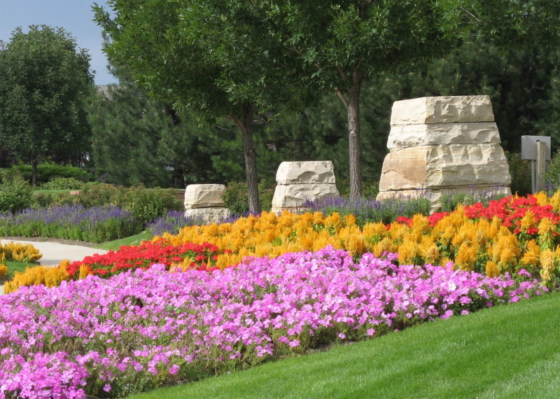 triumph of the angiosperms