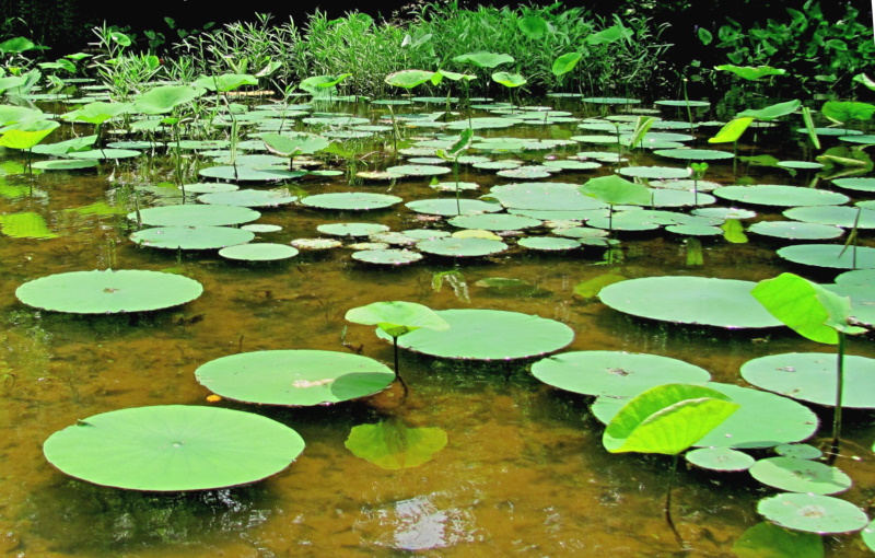 lily pads