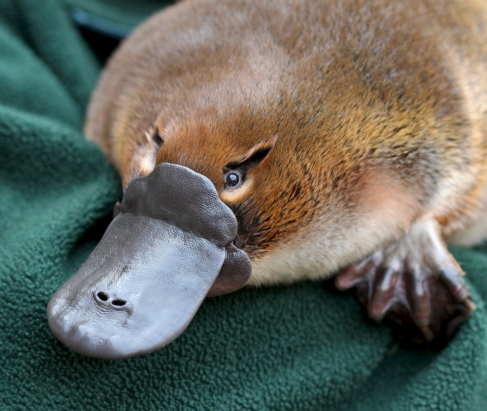duckbill platypus