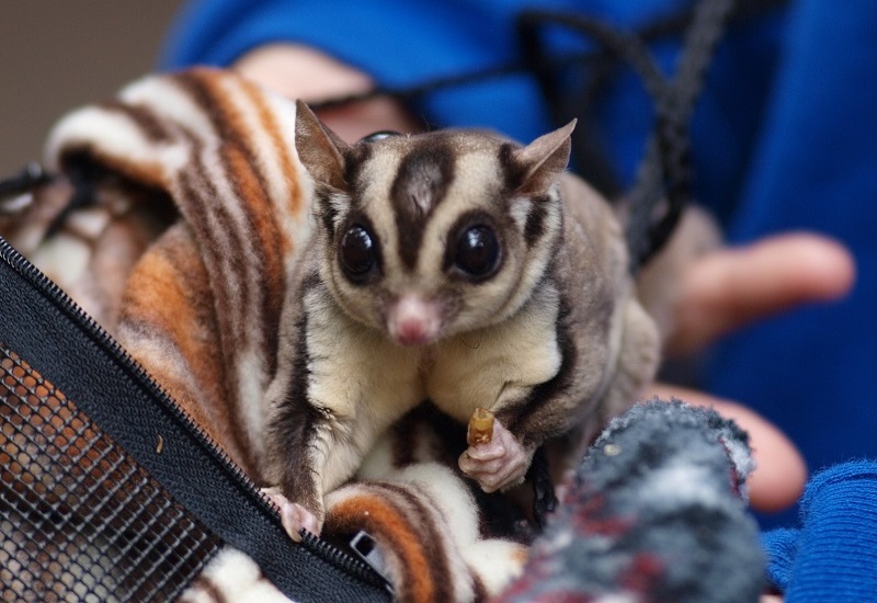 sugar glider
