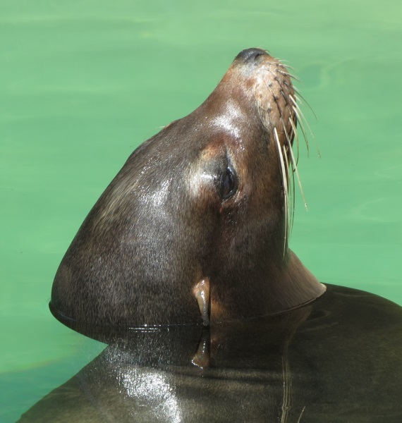 sea lion