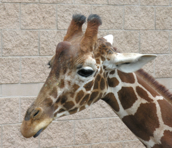 giraffe