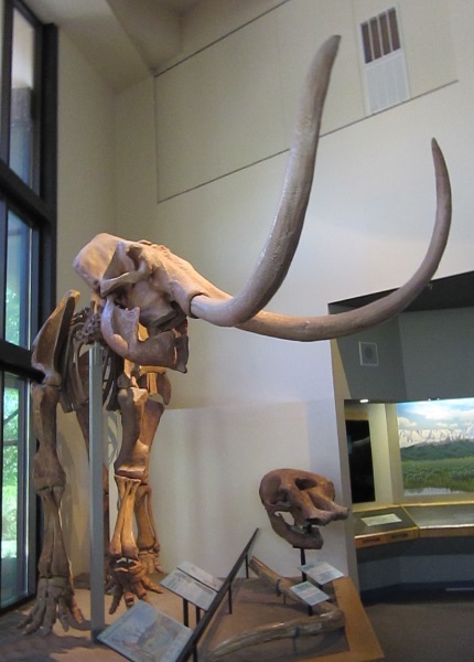 mammoth skeleton