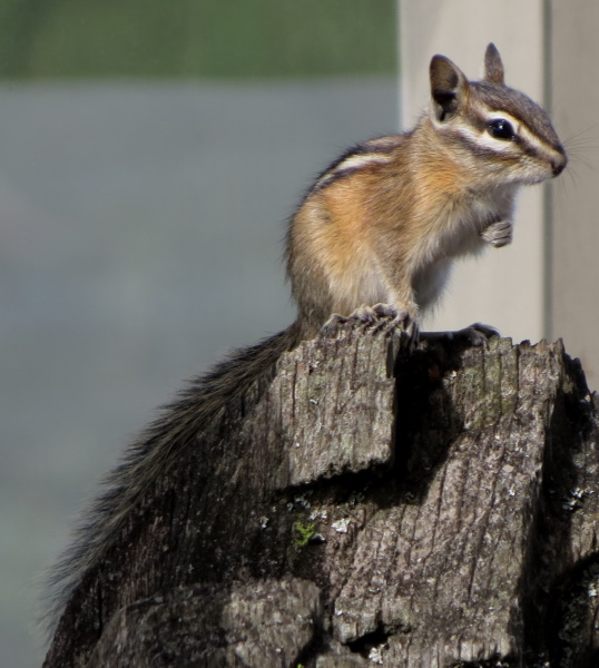 chipmunk