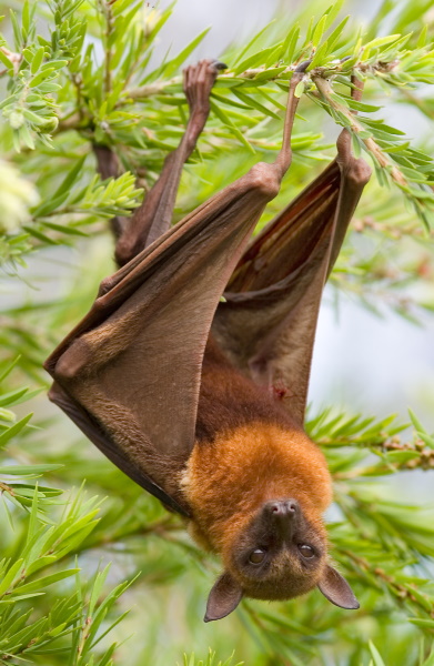 flying foxes