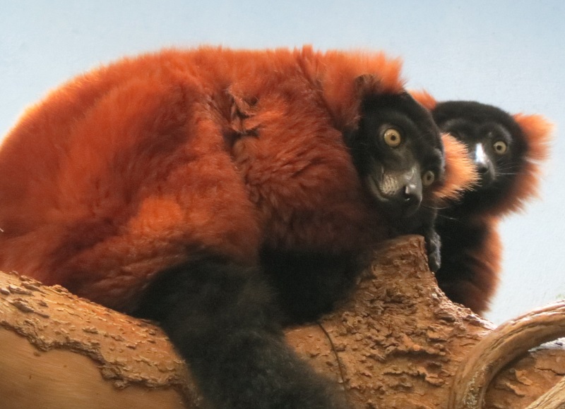 red ruffed lemurs