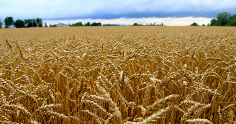 fields of grain