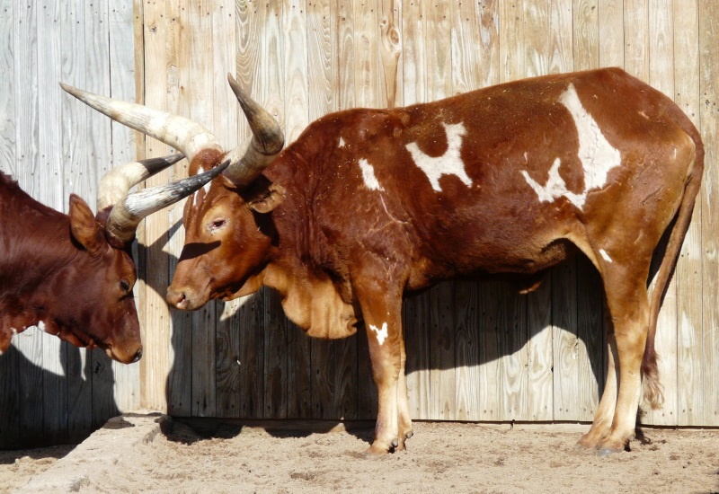 watusi cattle