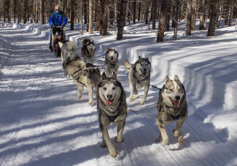 sled dogs