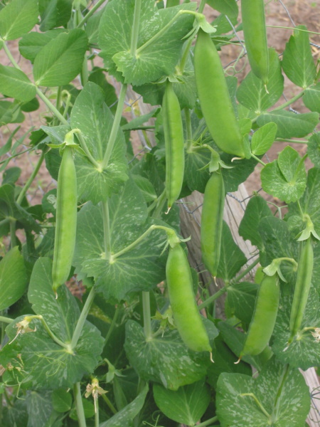 PEA PLANTS