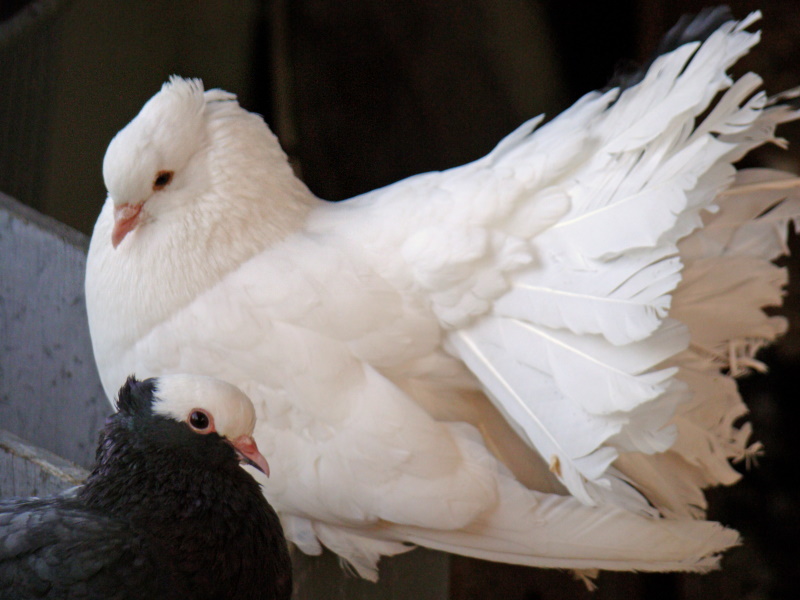 PIGEONS