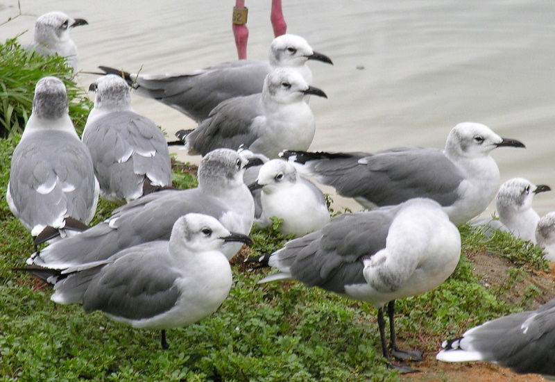 SEAGULLS