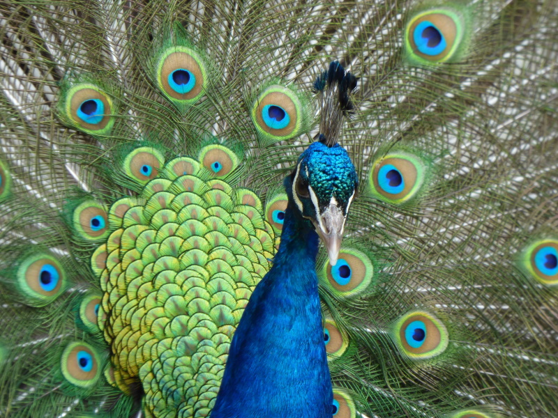 PEACOCK