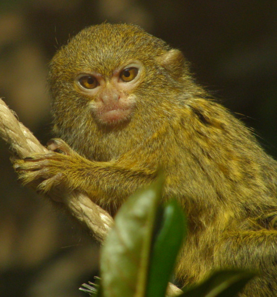 MARMOSET