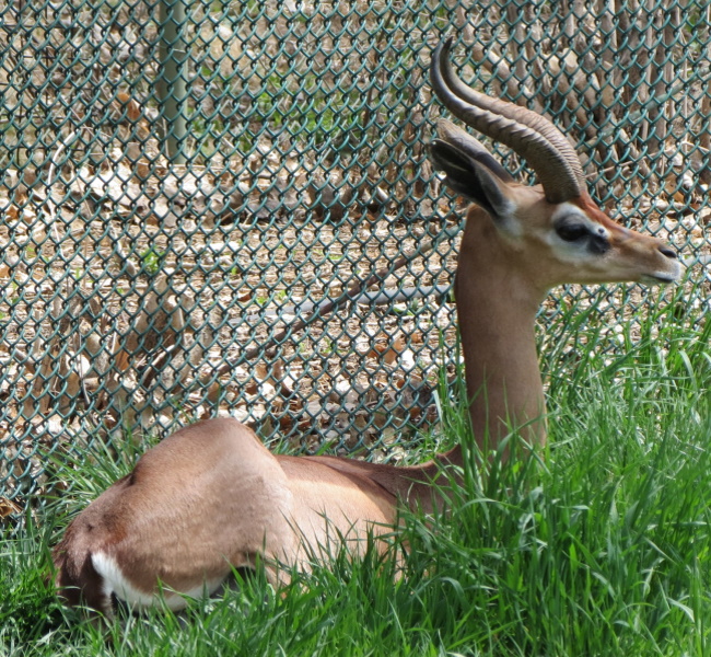 GERENUK