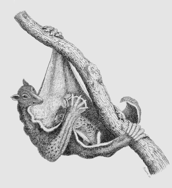 COLUGO