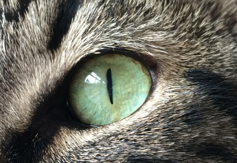CAT'S EYE