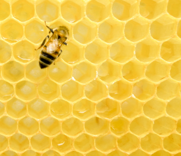 BEE & HONEYCOMB