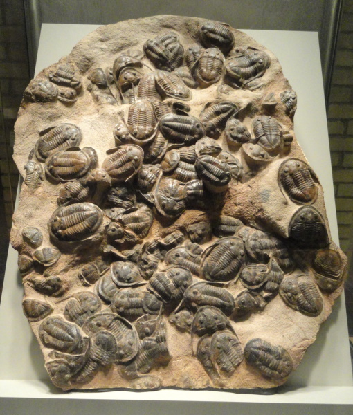 TRILOBITE FOSSILS