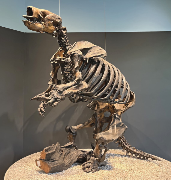 GROUND SLOTH