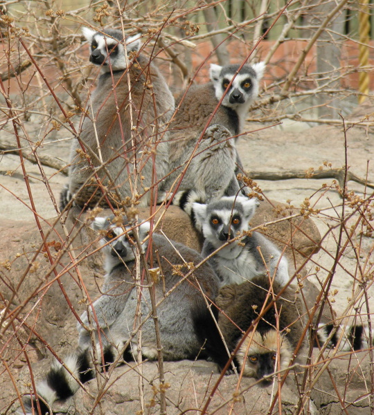 LEMURS