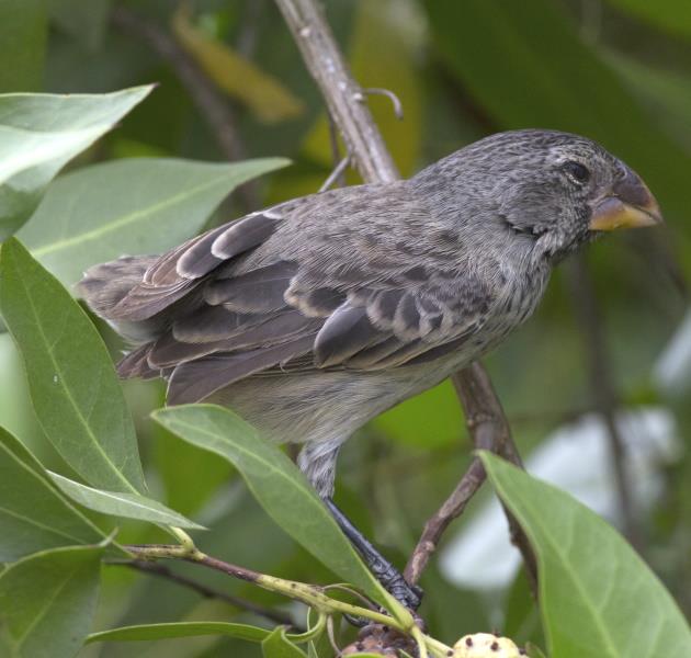 DARWIN FINCH