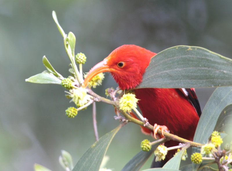 HONEYCREEPER