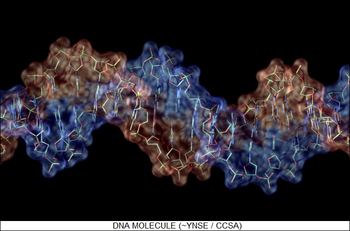 DNA molecule