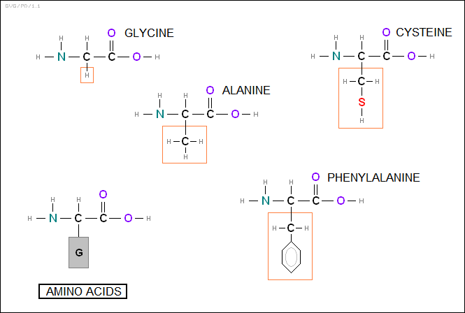 amino acids