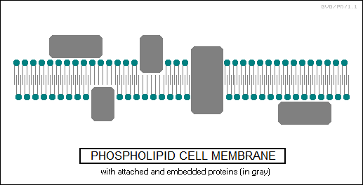 phospholipid cell membrane