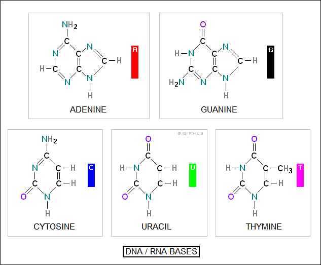 DNA / RNA bases