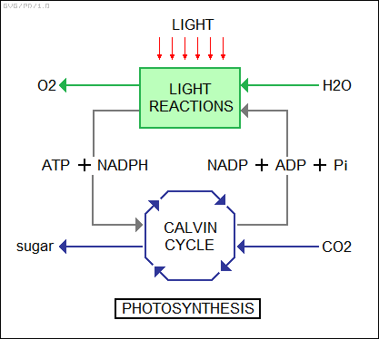 photosynthesis